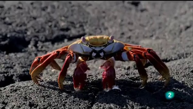 El Origen de las Galápagos: Historia, Naturaleza y Curiosidades | Documental Completo HD