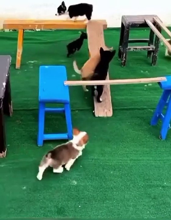 Un jeu incroyable pour les chiots... trop mignon