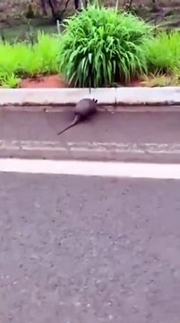 Un conducteur aide un tatou à traverser la route