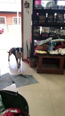 Chien voleur heureux