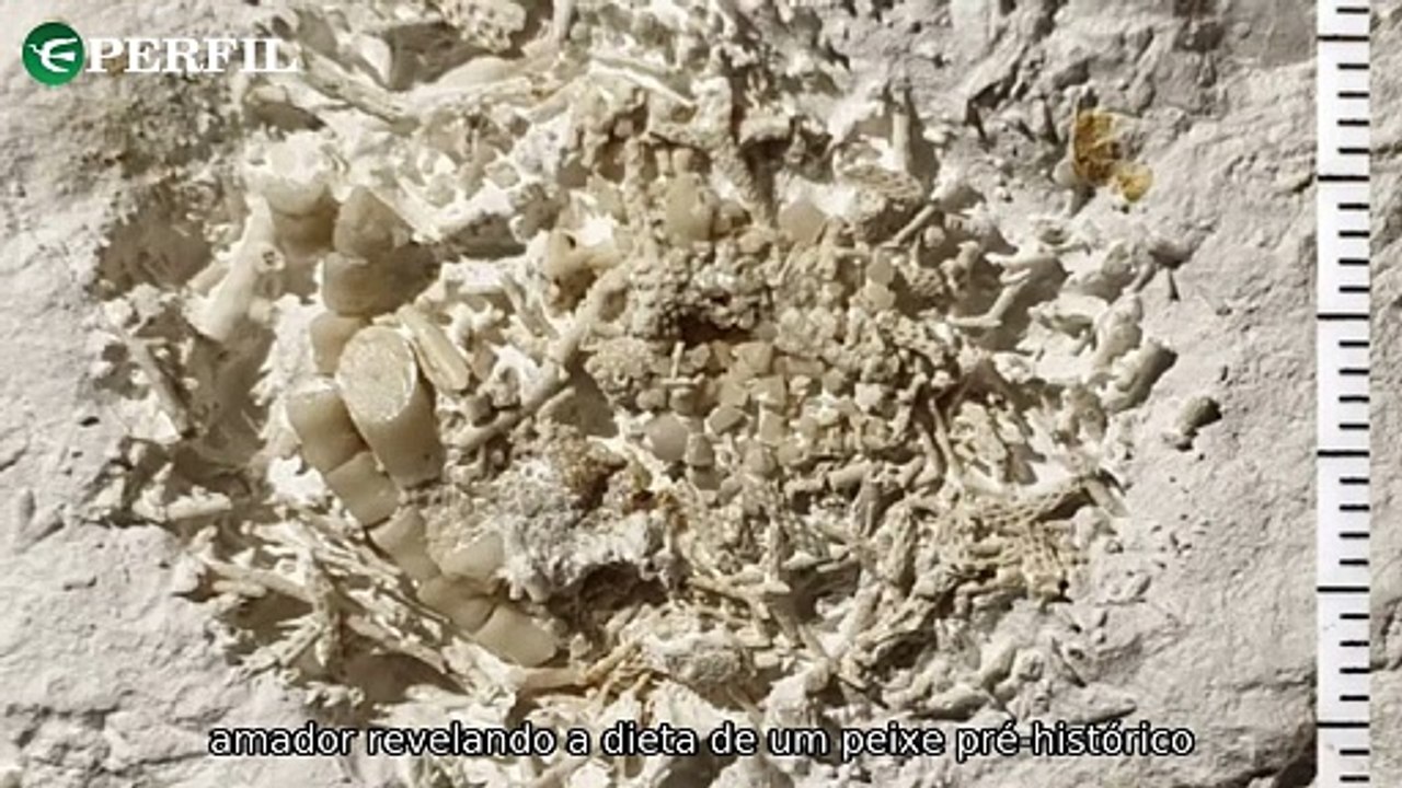 "Descobertas arqueológicas surpreendentes na Europa: vômito fossilizado, máscara de Medusa e novas evidências de ocupação humana."