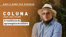 Aqui o agro faz sucesso: a resiliência do agronegócio brasileiro