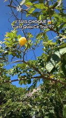 OMG Mais c’est QUOI ce Fruit ? 😲😲