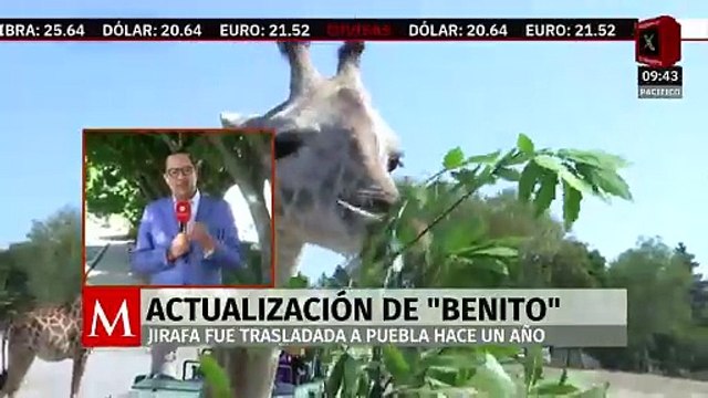 ¿Qué ha pasado con la jirafa Benito a un año de su traslado a Africam Safari en Puebla?