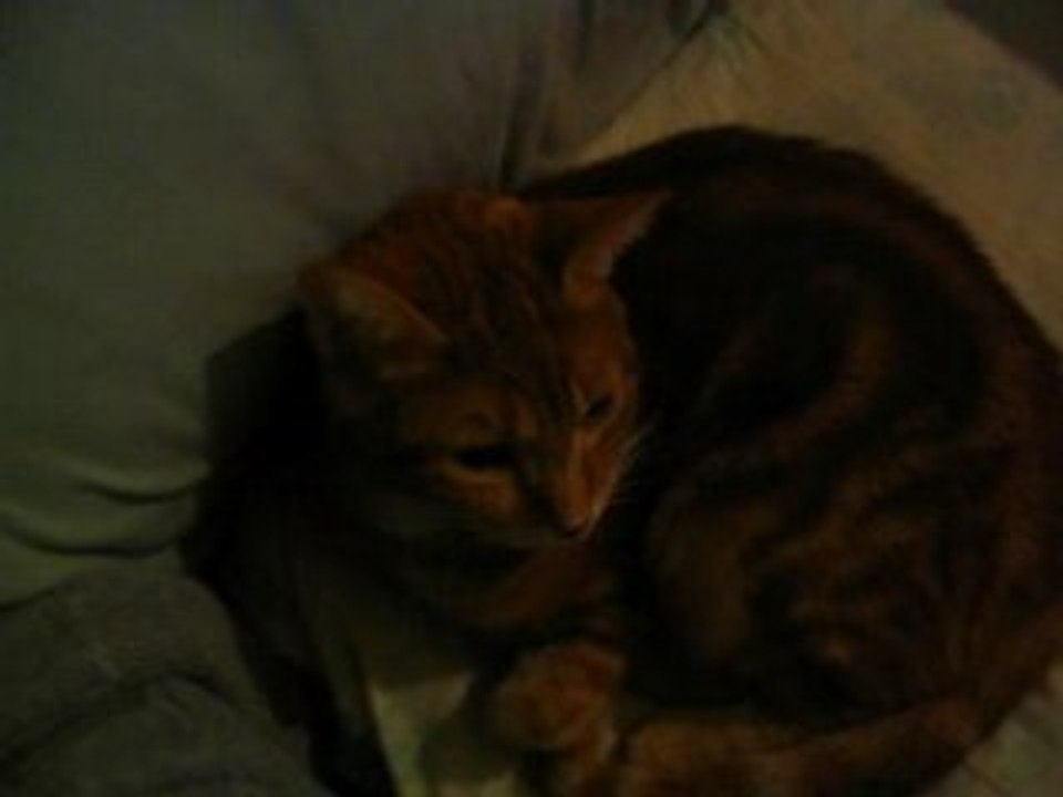 Video tech DE MON GROS PORC ACTE 2