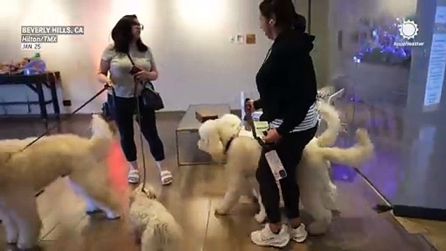 Southern California hotel opens doors for wildfire victims' pets