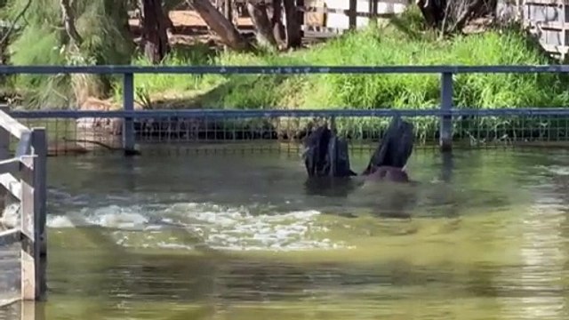 Extreme heat, winds, and rain hit as southerly change brings relief to the city and regional areas