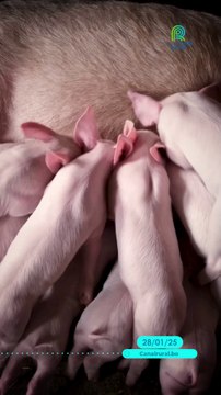 🐷 ¡Récord en Brasil! Una cerda da a luz 45 lechones 🏆