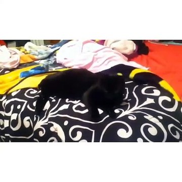 🐾 Welcome to our ultimate showdown between the world’s cutest companions: