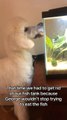 Dog Obsesses Over Fish Tank