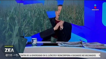 Diferencias entre el maíz nativo y el maíz transgénico