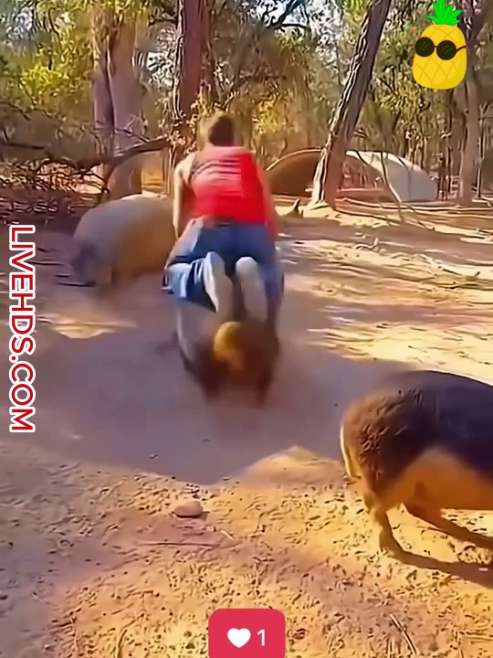 Mischievous animals #Funny #cute #entertainment