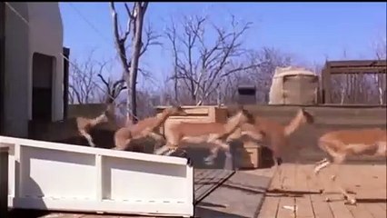 GRAU GRAU GAU LIBERACION DE ANIMALITOS