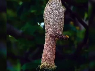 اللہ تعالٰی کا ارشاد مبارک قرآن مجید میں