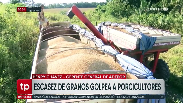Porcicultores pagan hasta Bs 130 por quintal de maíz y reiteran su estado de emergencia