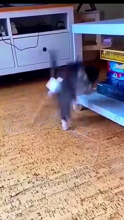 funny cat _funny _cat _cartoon _comedy _shorts