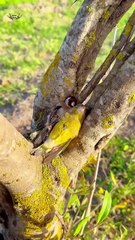 Rest and release birds طائرين جميلين من الطبيعة _birds _nature _oiseaux _الحسون _canary