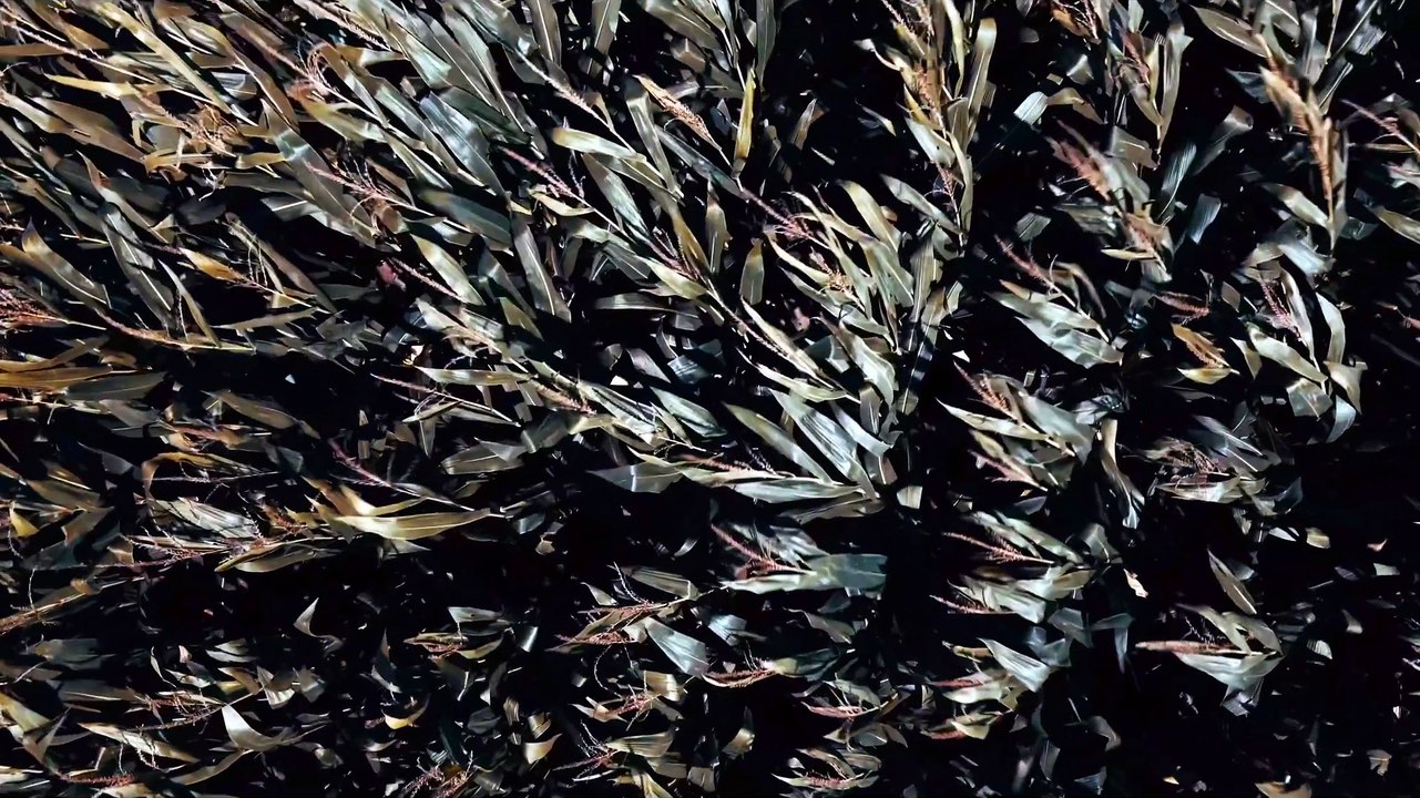 Corn II Mind Harvest Trailer