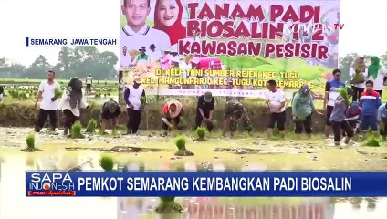 Pemerintah Kota Semarang Kembangkan Padi Biosalin di Pesisir Mangunharjo