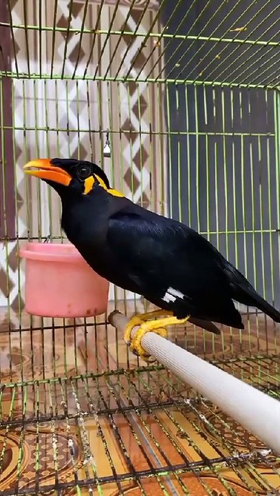 Burung beo