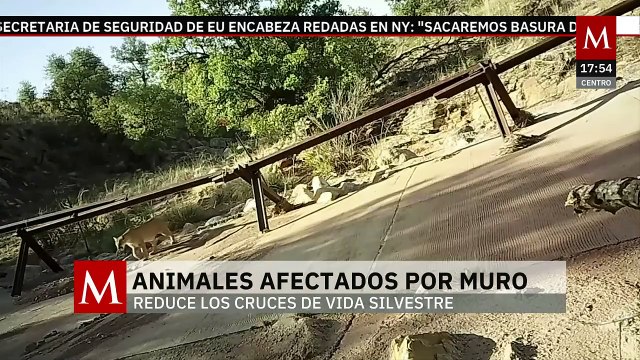 Muro fronterizo está afectando el cruce de la vida silvestre | Milenio Hábitat