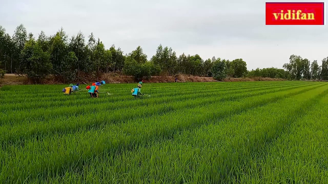 spraying pesticides on hybrid rice fields