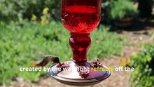 Fun Hummingbird Facts, Discover the World’s Tiniest Travelers!