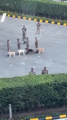Dog and Army Soldiers Train for Parade