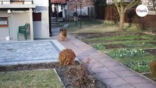 Alleine mit dem Zug unterwegs: Was diesem Schäferhund passiert ist, macht sprachlos