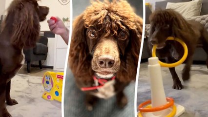 Smart dog lines up tokens to win at game of Connect Four