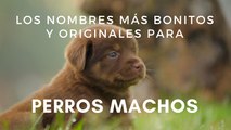 Los nombres más bonitos y originales para perros machos