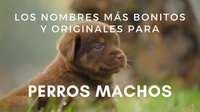 Los nombres más bonitos y originales para perros machos