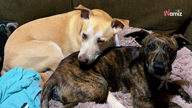 Une chienne s’aperçoit que sa maîtresse ne tient pas sa laisse : sa réaction fait sourire plus de 2M d’internautes