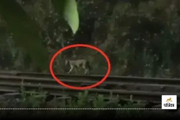 बीआरएम शिपिंग साइड में दिखा तेंदुआ