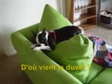 Le chien Otto a fait une bêtise ?