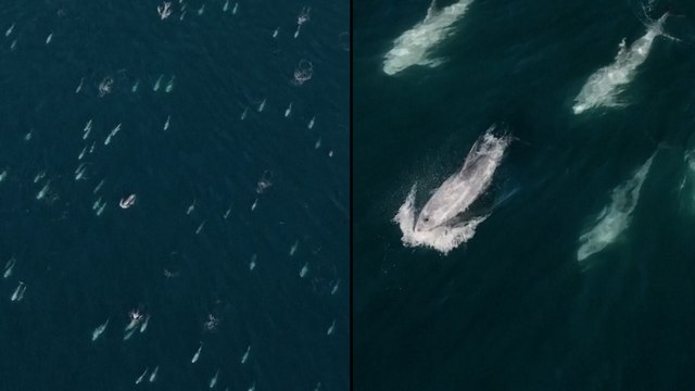 Graban una súper manada de más de 1500 delfines en California