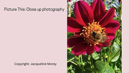 Picture This: Close up photography