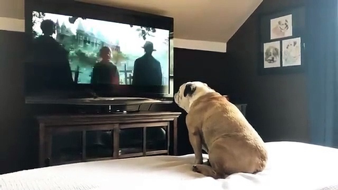 Bulldog reaction 😨 on the Nun movie trailer