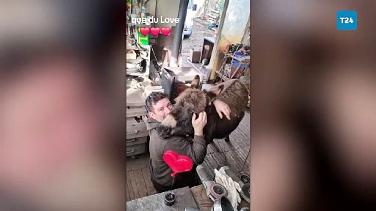 Bakıcısına sarılmak istediğinde atölyesine gidip izin bekleyen eşek