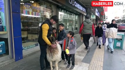 Kilis'te Koyunuyla Sokakları Gezen Genç İlgi Odağı Oldu