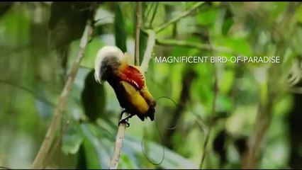 Tanah Papua_Indonesia  A Paradise for Birds(360P)
