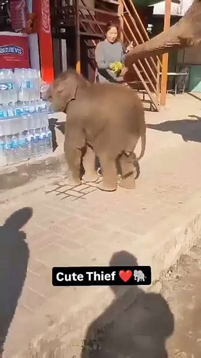 Cute_Thief_❤️🐘_@iamraisaab1(360p)