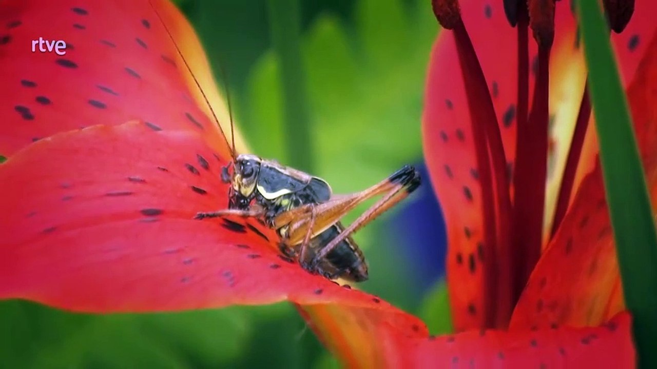 Amur, el Amazonas de Asia: El Dragón Negro. Documental