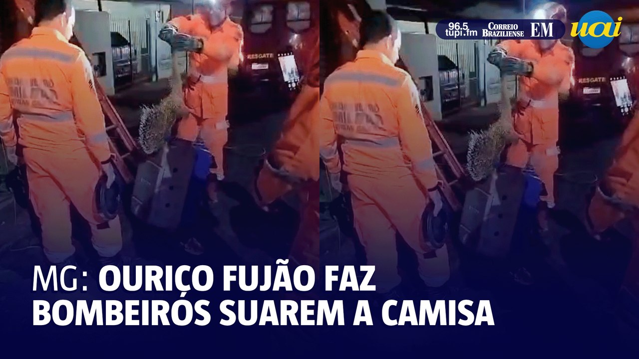 Ouriço fujão faz bombeiros suarem a camisa em Minas
