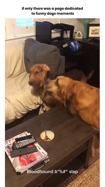 'Dog lovers, imagine a page dedicated just to the funniest dog moments   From epic fails to adorable surprises, we've got it all! Tag your friends who need a good laugh today!   #DogFirst #DogLovers #