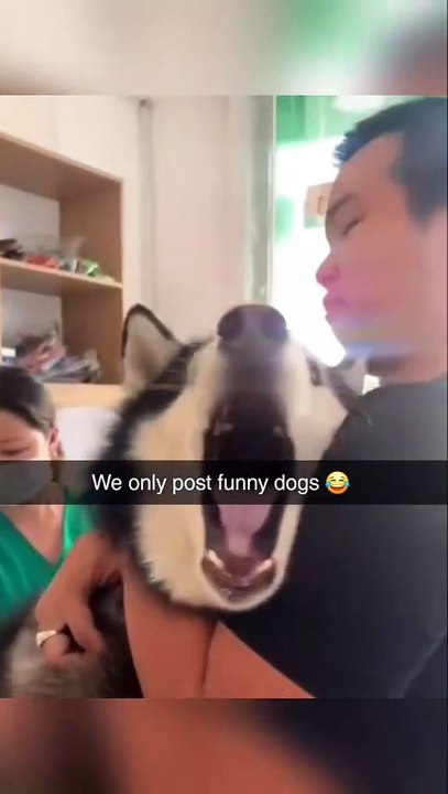 'Dog lovers, imagine a page dedicated just to the funniest dog moments   From epic fails to adorable surprises, we've got it all! Tag your friends who need a good laugh today!   #DogFirst #DogLove (1)