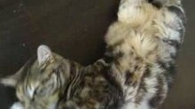 Nala sous l'emprise du thé vert !