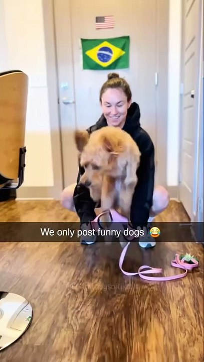 'Dog lovers, imagine a page dedicated just to the funniest dog moments   From epic fails to adorable surprises, we've got it all! Tag your friends who need a good laugh today!   #DogFirst #DogLove (4)