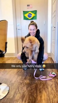 'Dog lovers, imagine a page dedicated just to the funniest dog moments From epic fails to adorable surprises, we've got it all! Tag your friends who need a good laugh today! #DogFirst #DogLove (4)