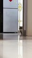 Anyone_at_home_!#pets_#cats_#catsoftiktok_#funny_#cute_#foryou_
